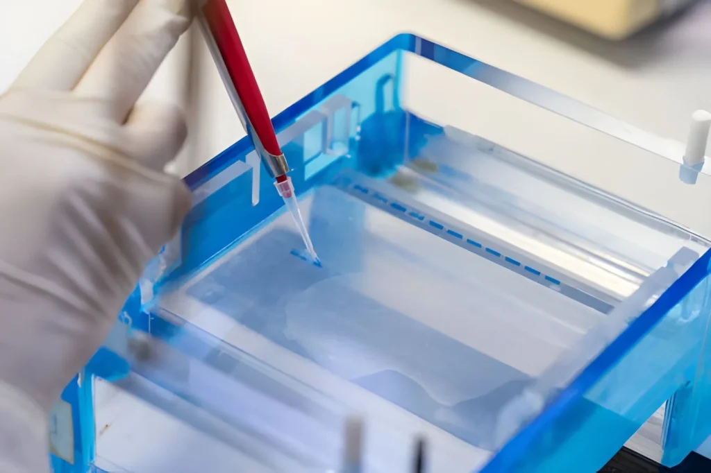 Structural Verification and Stability Profiling in Advanced Preclinical Peptide Research 