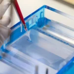 Structural Verification and Stability Profiling in Advanced Preclinical Peptide Research 