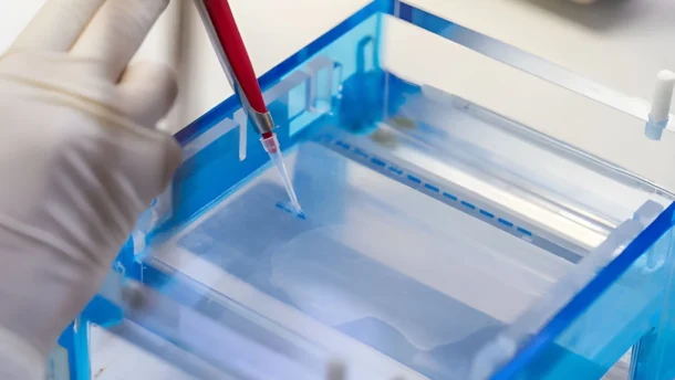 Structural Verification and Stability Profiling in Advanced Preclinical Peptide Research 